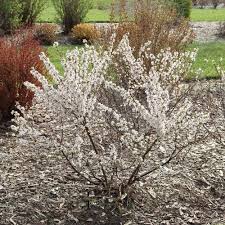 Image result for Prunus