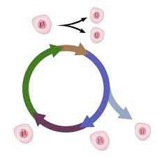 Diagram The Cell Cycle Diagram Quizlet Full Version Hd Quality Diagram Quizlet Manualdiagramsm Barbieri23 It