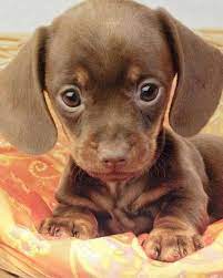 Mischievous happy young baby and dog with a guilty expression sitting in the laundry basket covered in washing. Baby Animals On Twitter Cute Little Puppies Cute Animals Cute Baby Animals
