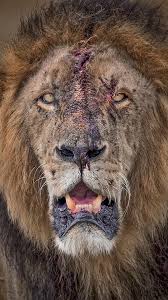 Old Lion Warrior With Face Lacerated After Kill Or Fight Close Up Portrait Malelion Lionmale Lion Lionpor Lion Photography Lion Pictures Majestic Animals