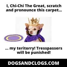 It's important to find out why your pet does this and once. 9 Reasons Why Dogs Suddenly Scratch The Carpet 3 Tips