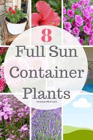 Pin On Container Garden