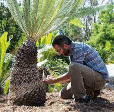 All members of cycadales are dioecious (they have male and female plants). A Passion For Cycads The Huntington