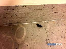 Repellenti naturali e rimedi per eliminare il problema degli scarafaggi in casa.dalle trappole fai da te agli insetticidi naturali efficaci. Scarafaggi In Casa E Come Liberarsene