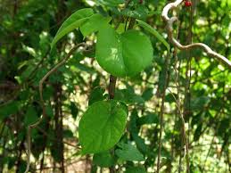 Image result for Tinospora orophila