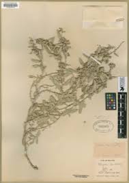 Image result for Amaranthus praetermissus