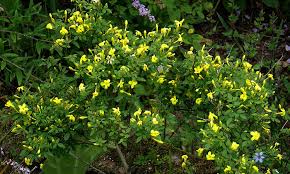 These climbing plants can work very well in many gardens, attracting wildlife and brightening up a range of spaces with their delightful blooms. Jasmine Plant A Step By Step Care Guide For Success