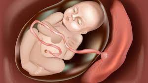 plasenta nedir hamilelik