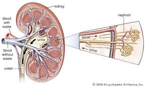 Pin On Kindey Chart Diet