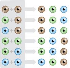 Each person carries two copies of every gene, one copy inherited from mom and one inherited from dad. Is It Ethical To Choose Your Baby S Eye Color Wsj