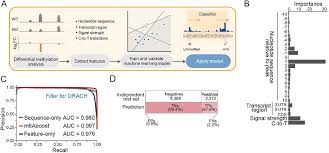 Paul louis bernard drach) grottes du drach catégorie : Deep And Accurate Detection Of M6a Rna Modifications Using Miclip2 And M6aboost Machine Learning Biorxiv