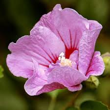 Image result for Hibiscus torrei