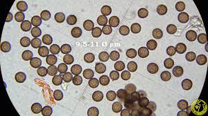 Image result for Melanospermum