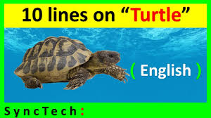 Also it lives without water for. 10 Lines On Tortoise In English Few Lines About Tortoise