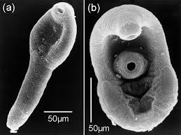 Image result for Dignathia