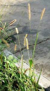 Image result for Setaria parviflora