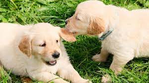Sonar Que Te Muerde Un Perro Que Significa Sonar Con Perros