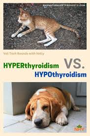Your veterinarian may need to adjust your dog's dosage over time, and you should expect to see results after one to two. Thyroid Issues In Pets