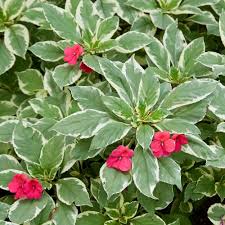 Image result for Impatiens keilii