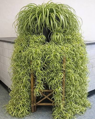 Dramatic spider plant