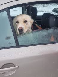 Campanii de sterilizări gratuite în România