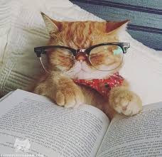 S Adli Kullanicinin Adorable Panosundaki Pin Kedi Cats Kedicik