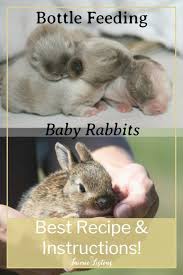 How To Bottle Feed Orphaned Baby Rabbits With Formula Recipe