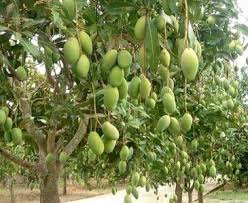 Buah mangga harum manis perlis harumanis agro jurnal buah harumanis kini tidak perlu lagi diperkenalkan. Mangga Harum Manis Toluna