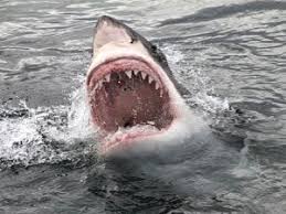 This material must not be used for commercial purposes, or in any hospital or medical facility. Jaws Movie Trivia 40 Surprising Facts
