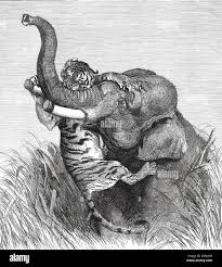 British hunting tigers from elephant hi ...