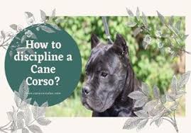 They're very smart and will try to find loopholes…lol for me i use a time out mat. 99 Cane Corso Breeders Ideas Cane Corso Cane Corso Breeders Cane