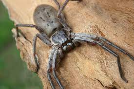 Meh huntsman aren't as bad as they redbacks we get i nearly got bit by one of em don't eat yellow snow, pepsi and coke are the same thing, etc. Giant Huntsman Spider World S Largest Spider By Leg Span Live Science