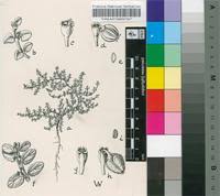 Image result for Euphorbia inaequilatera