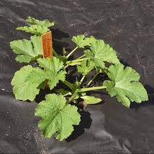 One zucchini plant can easily provide for a family of four and when proper care is taken, even greater yields prepare the garden area to ensure zucchini have loosely conditioned, well draining soil. Xeriscaping Denver Gardeners