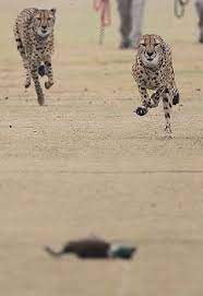 Houston Zoo Lets Cheetahs Run Free At Dynamo Practice Field Houston Zoo Cheetahs Zoo