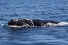 Risultati immagini per Southern right whales off the coast of South Africa