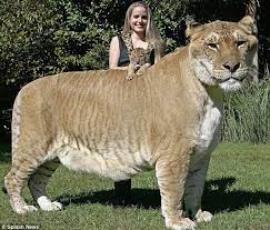Kucing maine coon adalah salah satu jenis kucing terbesar di dunia ini yang paling populer. Kucing Terbesar Di Dunia Kumparan Com