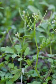 Image result for Cardamine obliqua