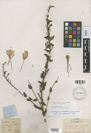 Image result for Oenothera indecora