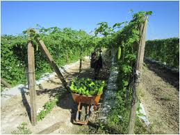 Make ½ inch deep holes in the land to sow bitter gourd seeds. Hs1271 Hs1271 Bitter Melon An Asian Vegetable Expanding In Florida