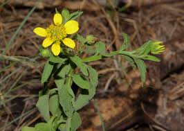 Image result for Calostephane divaricata