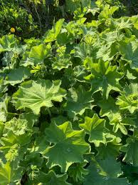 Image result for Alchemilla johnstonii