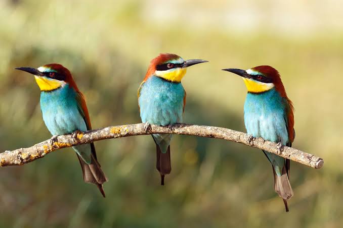 Some Birds Live Fast and Die Young – Scientists Study of Thousands of  Species to Explain Why