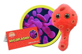 Image result for Mycoplasma