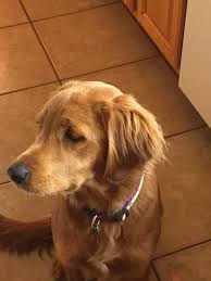Ryder Goldenquest Comfort Retriever The World S First And Finest Miniature Golden Retriever Hypoaller Comfort Retriever Miniature Golden Retriever Retriever