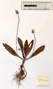 Image result for Plantago palmata