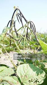 Image result for Vigna radicans