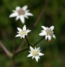 Image result for Alepidea amatymbica