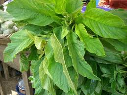Image result for Amaranthus thunbergii