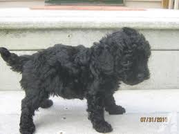 Fincibo 5 x 5 inch black toy poodle dog removable vinyl decal stickers for ipad macbook laptop (or any flat surface) 4.6 out of 5 stars 165. Solid Black Toy Poodle 6 Weeks Old Holly Toy Poodle Toy Poodle Puppies Teacup Poodle Puppies